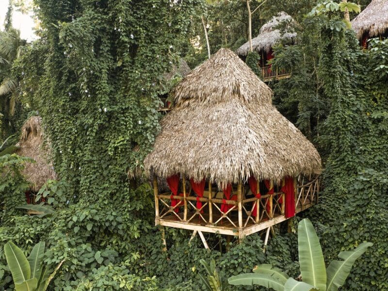 The Dominican Tree House