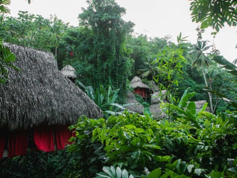 The Dominican Tree House