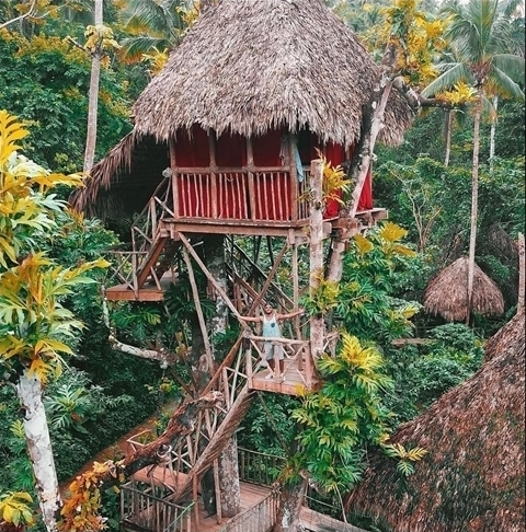 The Dominican Tree House